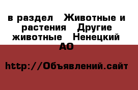  в раздел : Животные и растения » Другие животные . Ненецкий АО